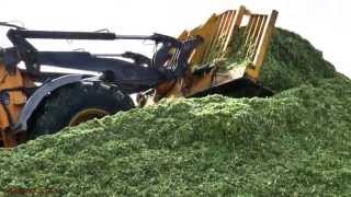 Maize Harvest 2014 - Pit Work with JCB 416S