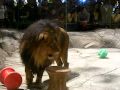 Lion Habitat at the MGM Grand - YouTube