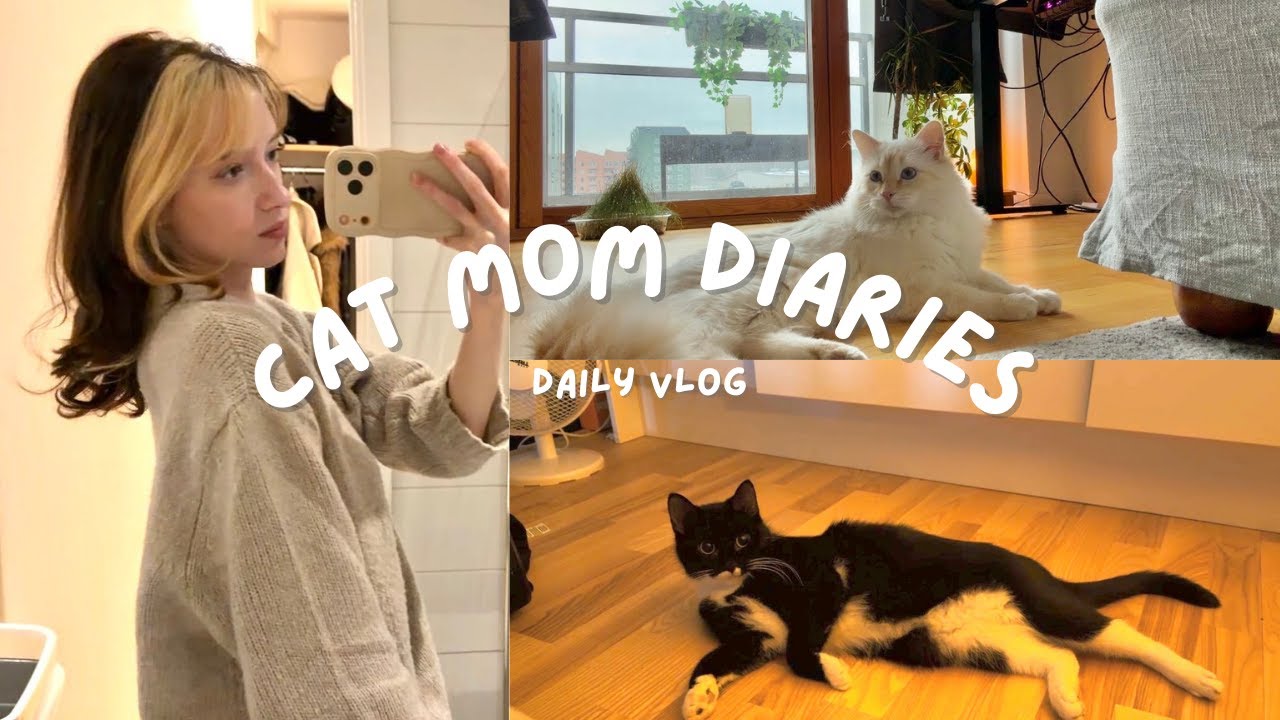 🐈 [Daily Vlog] cat mom diaries, cleaning, studying & cats