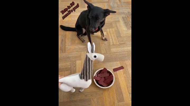 Cane molto ma molto intelligente