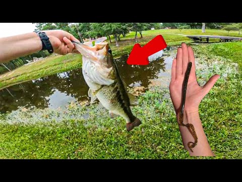 Fishing For GIANT Spawning Bass With Big Worms!