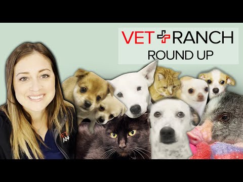 Dr. Karri Rescues 6 Dogs From The Shelter This Week! VRRoundUp-Get Some!!! - Dr. Karri Rescues 6 Dogs From The Shelter This Week! VRRoundUp-Get Some!!!