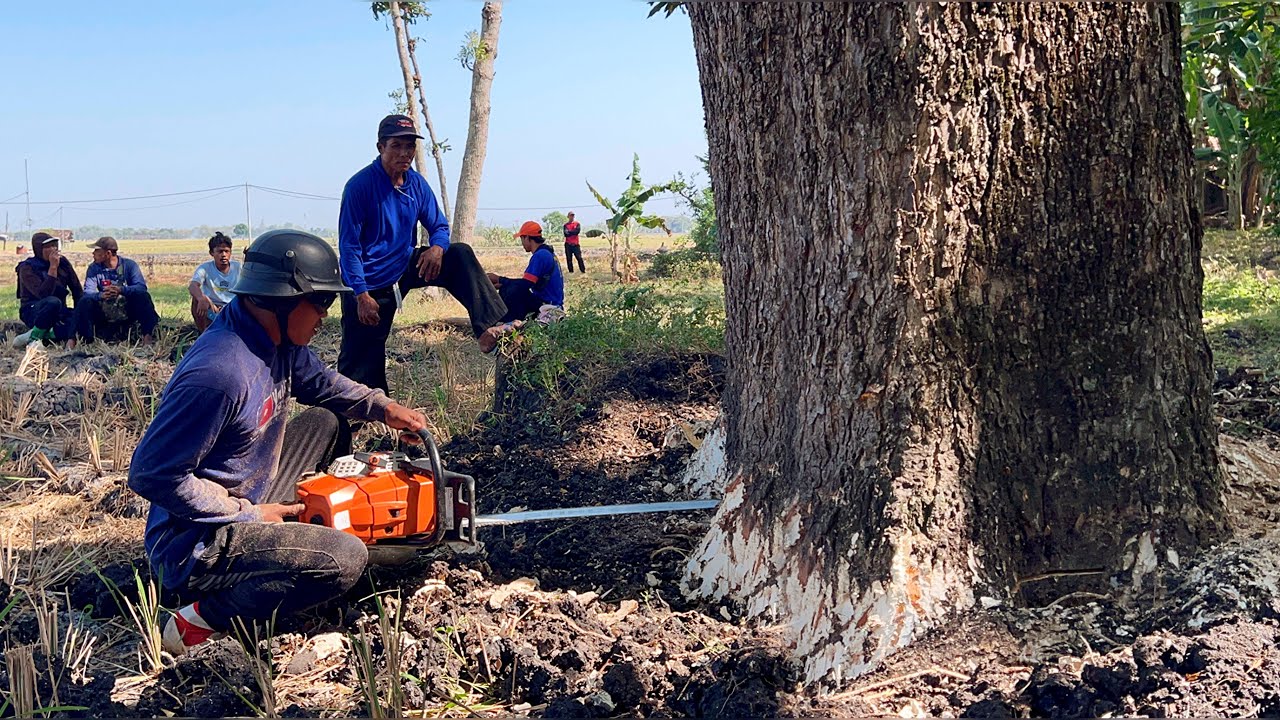 Blackened... Cut down 2 old trembesi trees in the middle of the rice ...