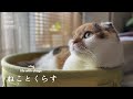 朝ごはんから始まる猫との日常/スリコ雑貨でプチ模様替え【猫と暮らしのvlog】