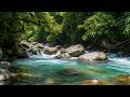Forest Birds Singing by a Peaceful Stream 🐦 | Relaxing Nature Sounds for Study and Sleep