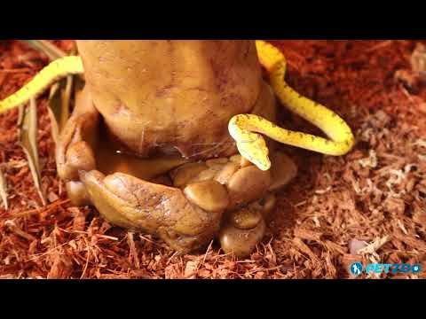 How To Use a Reptile Water Well Dispenser | See a Baby Green Tree Python