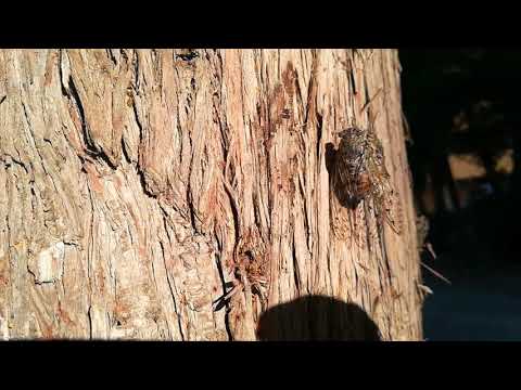 Video: Care cicadele fac zgomot?