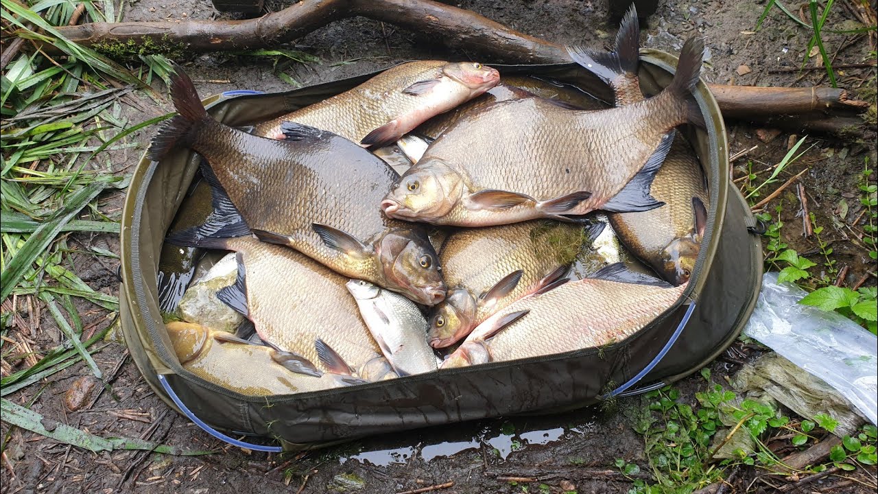 Pescuit platica la feeder.PLATICILE SI BISCUITII.