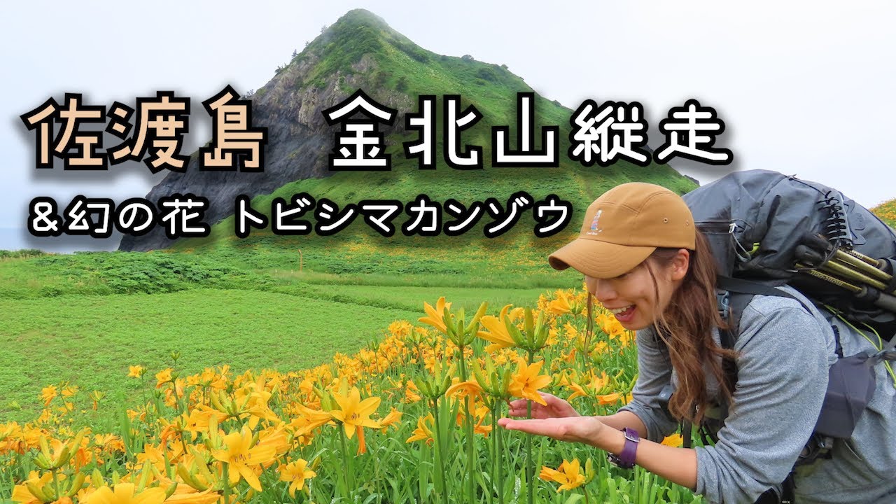 【佐渡島】金北山縦走 日本でたった2箇所にしか咲かない花 トビシマカンゾウの大群落！