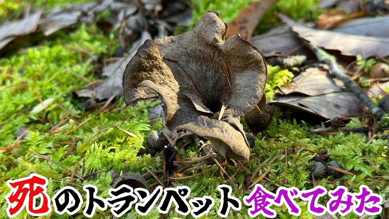 死のトランペット、食べてみた