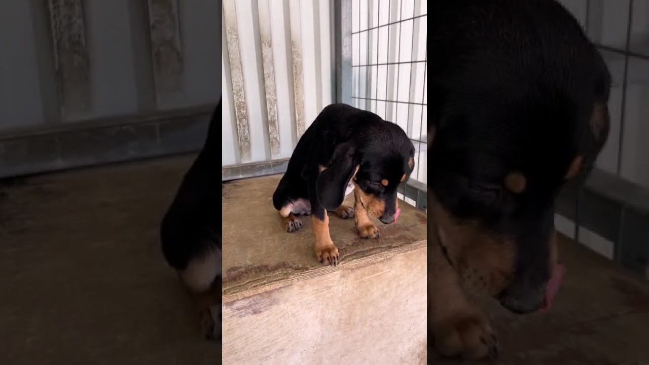 Nelly - Hunde in Not aus dem Tierschutz - suchen ein Zuhause