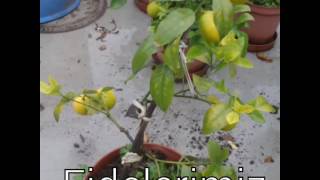 Li̇mon Fi̇desi̇ Karadeni̇z Yedi̇veren Saksi̇li̇