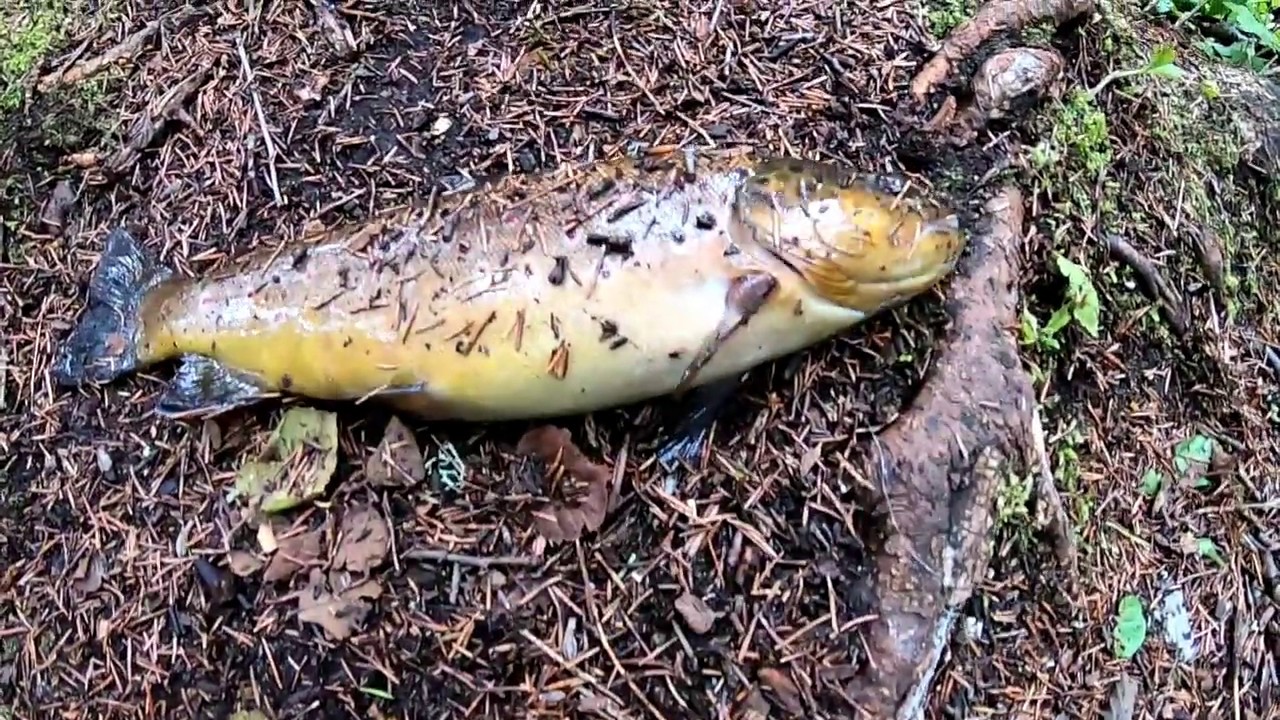 Minu esimene jõeforell / My first river trout 