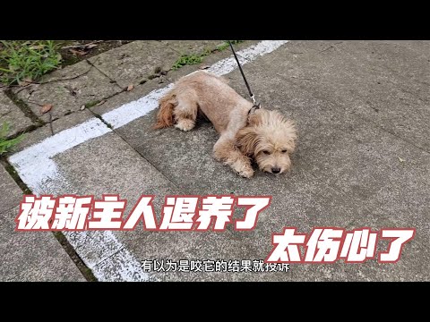 又有一隻狗狗被退養了，領養了三個月，現在又退回來了，原因竟然是……