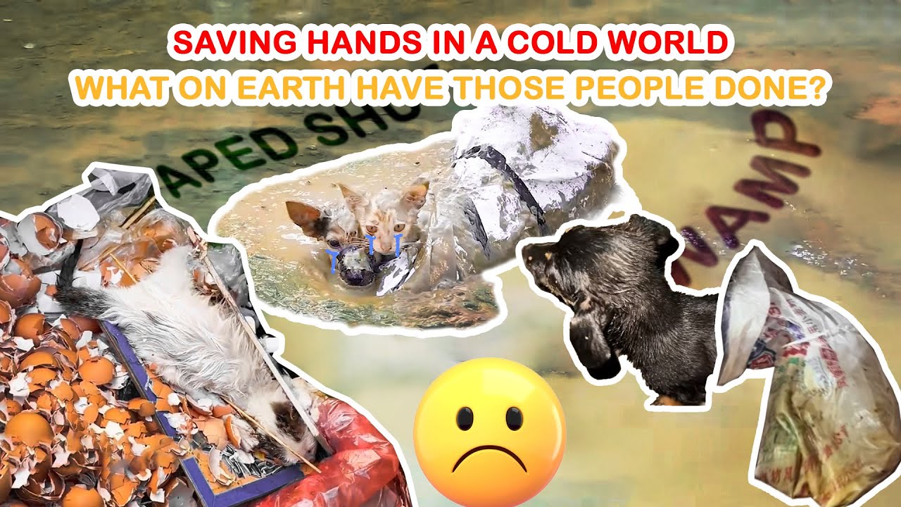 Saving Hands in a Cold World - What on earth have those people done? | Kitty Caperz