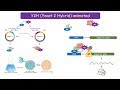 Yeast 2 hybrid y2h system protein protein interaction technique