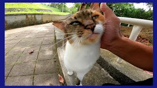 近くに行くと返事をして甘えてくる三毛猫がカワイイ