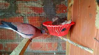 RED TURTLE DOVE BREEDER PAIR
