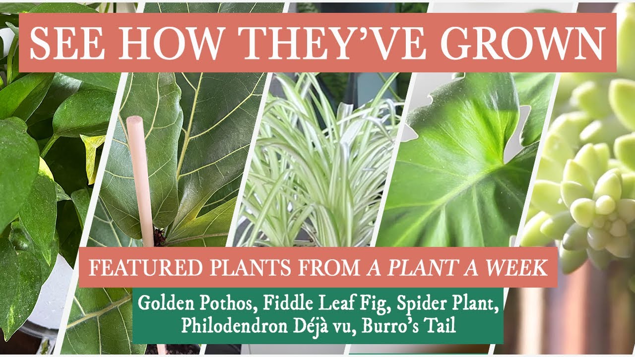 See How They've Grown: Golden Pothos, Fiddle Leaf, Spider Plant,  Philodendron Deja Vu, Burro's Tail