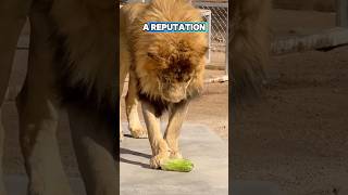 Lion Eats Vegetables For The First Time