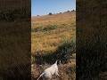 muestra pointer inglés sobre codorniz. #pointer #cacería #caza #chasse # chasseur #peediz #codorniz