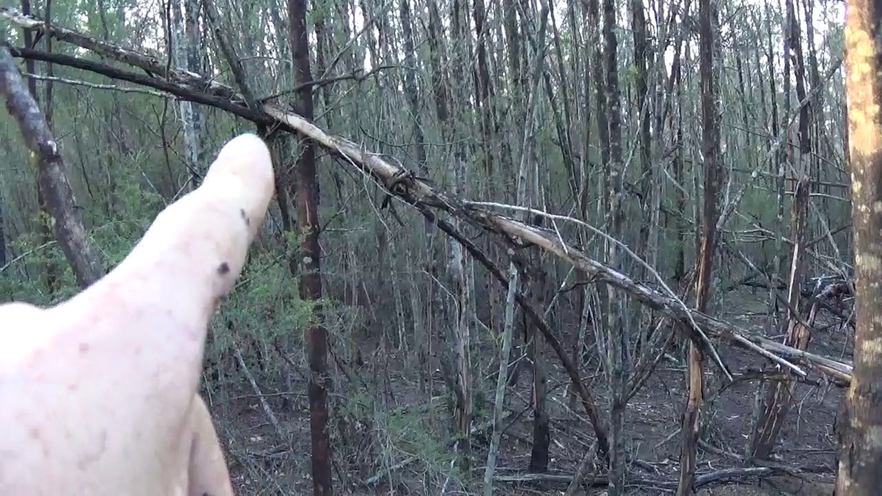 Dooligah tree structures in Victoria, Australia