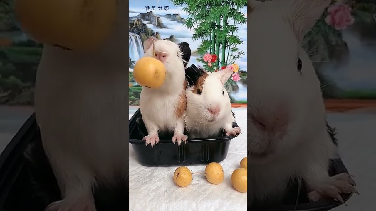 The Struggle of Eating a Small Apple: Let's Have a Bite! 