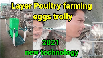 layer poultry farming eggs trolley ! eggs collection trolley ! poultry Machine !