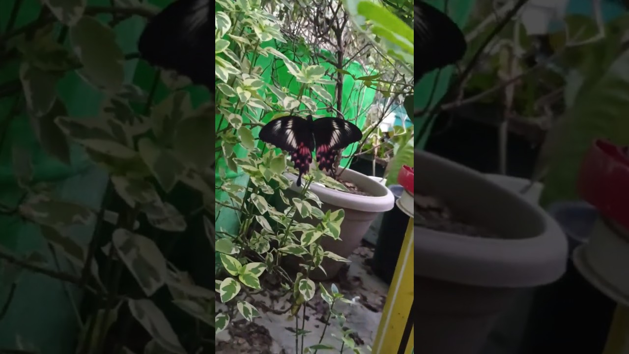 Common Mormon (Papilio polytes), a swallowtail butterfly species found across Asia.