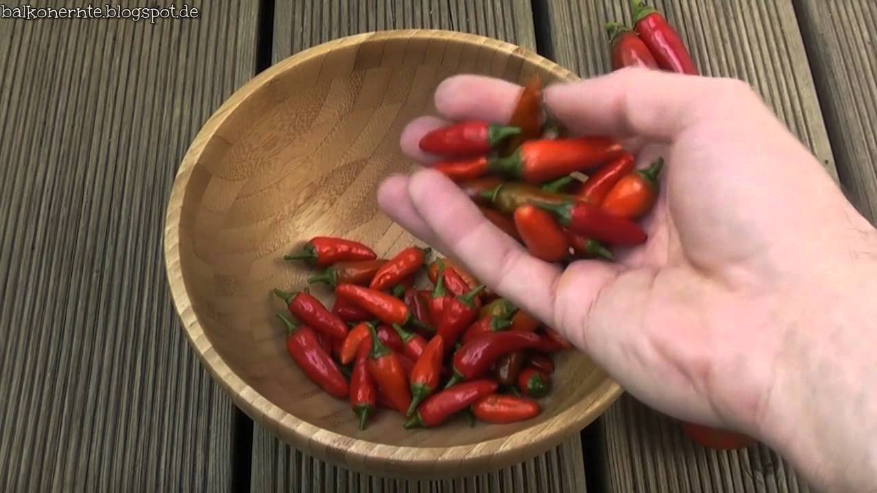 Chiliernte und Paprikaernte im November auf meinem Balkon