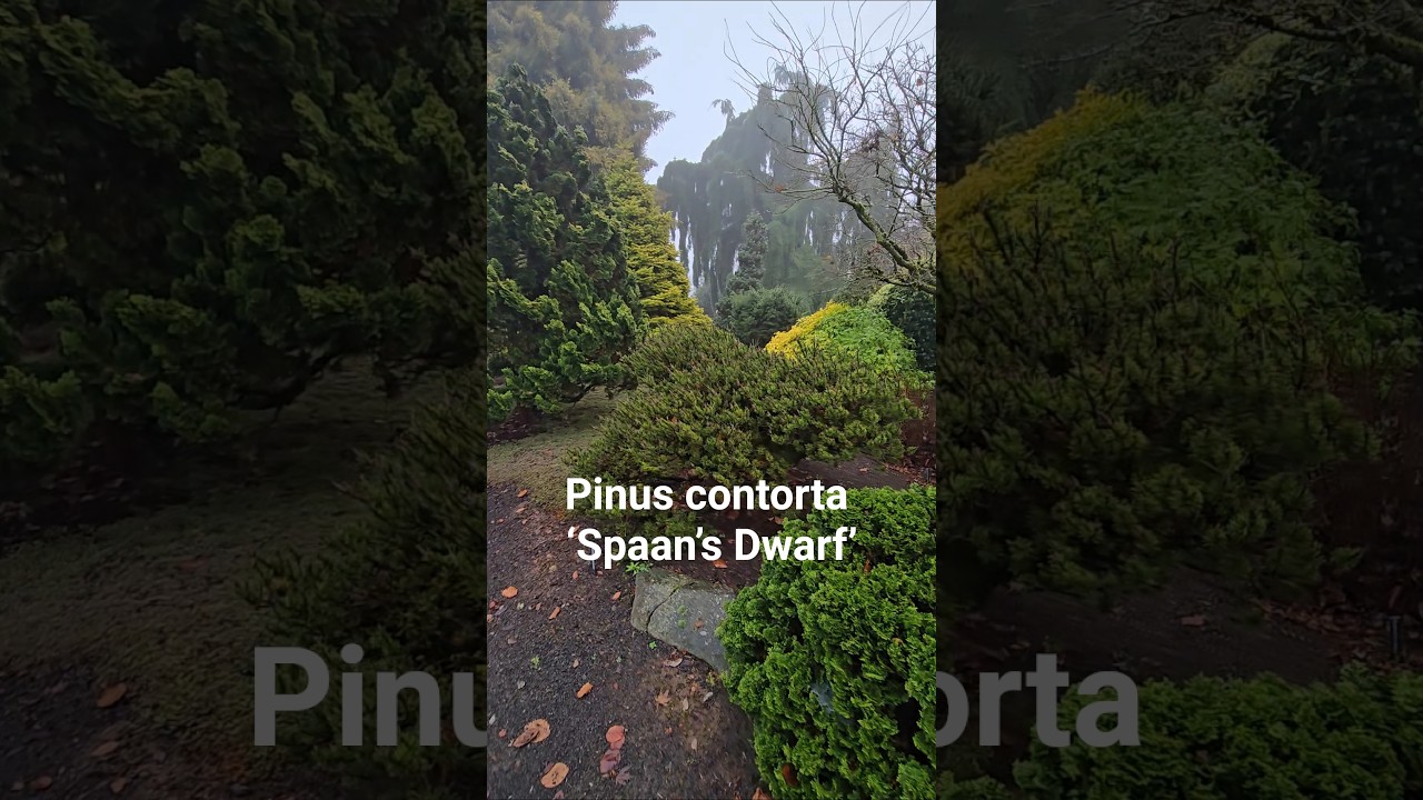 Pinus contorta ‘Spaan’s Dwarf’ 
