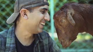 Story of a rescued goat, that saved thousands of animals | Life in a farm by Peepal Farm 89,345 views 5 months ago 5 minutes, 18 seconds