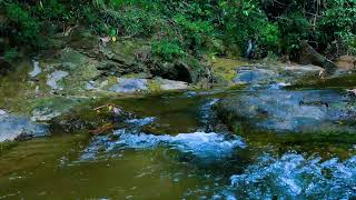 Download Lagu Gema Sungai Hutan \u0026 Batu Berlumut | Suara Ambient Surgawi untuk Melarikan Diri yang Penuh Perhatian MP3 Download Lagu Gema Sungai Hutan \u0026 Batu Berlumut | Suara Ambient Surgawi untuk Melarikan Diri yang Penuh Perhatian MP3