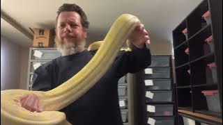 Big Boa - 7ft Kahl albino