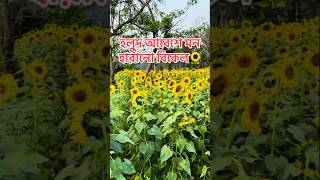 Yellow Therapy in 17 seconds🌻💛 | মনটা একদম fresh! #shorts #SunflowerVibes #GoldenField #PeacefulMind