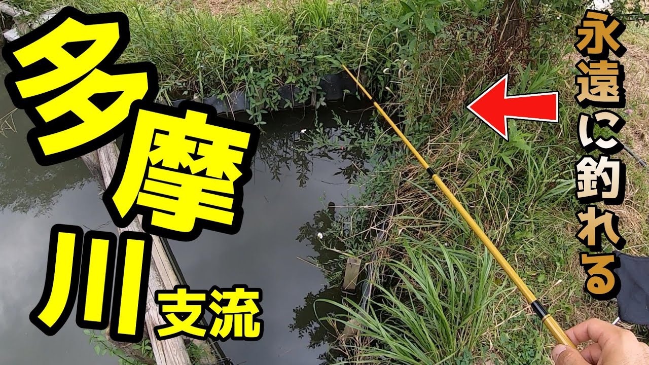 多摩川支流でタナゴ探し！できれば釣りたい！【野川で小物釣り】