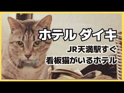 【ねこ宿日和】大阪ホテルダイキ攻略！看板猫とのふれあいと経営効率最大化ガイド