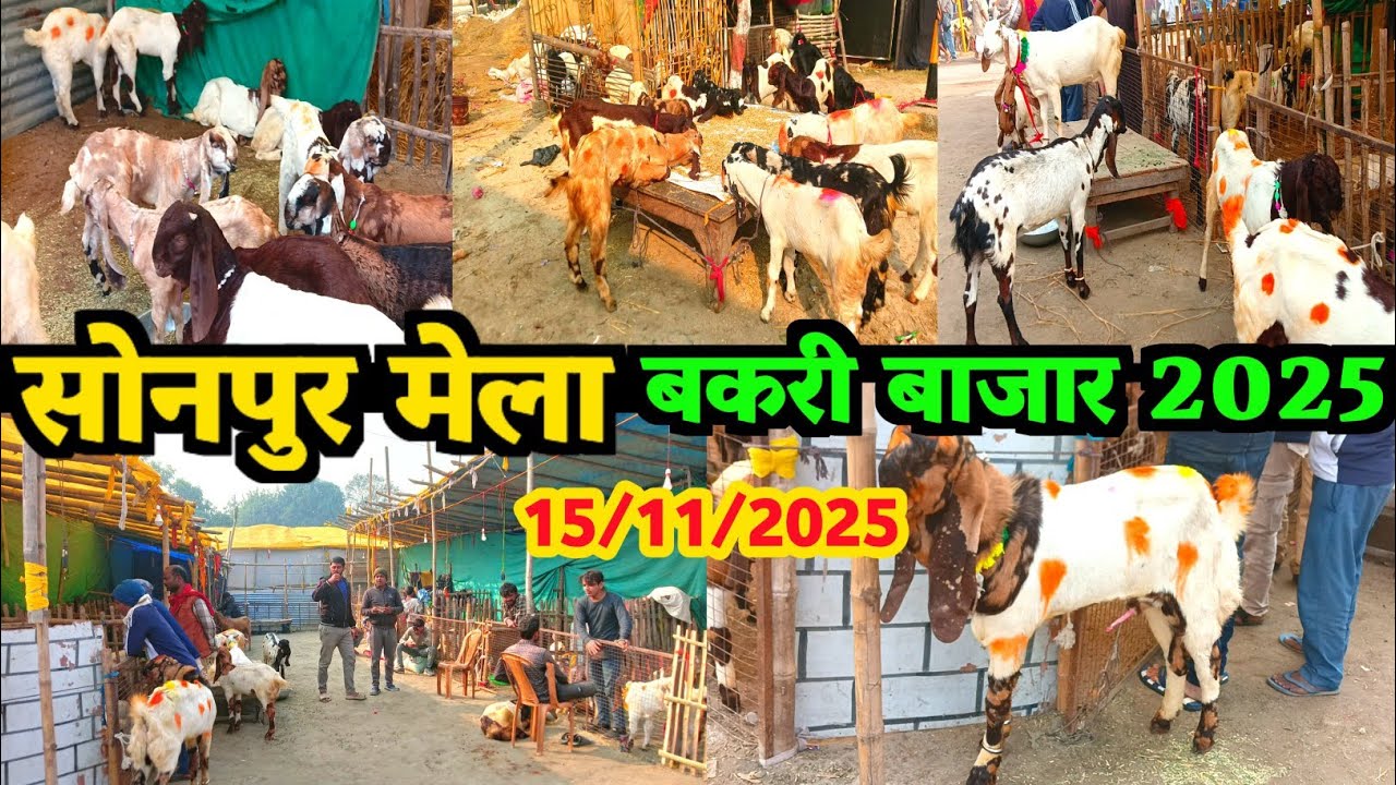 सोनपुर मेला बकरी बाजार 2025 || Sonepur Mela Goat Market 2025 || Apna jila Ara 