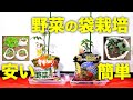 【袋栽培】安く簡単にたくさん収穫する方法とコツ【家庭菜園ベランダ菜園】