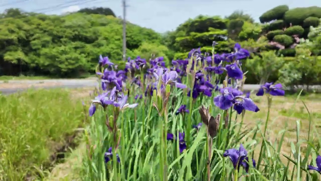 [Iris] Dancing in the Wind: Rural Path in Ato | 2026.05.12
