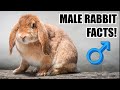 7 Facts About Male Rabbits You Should Know!