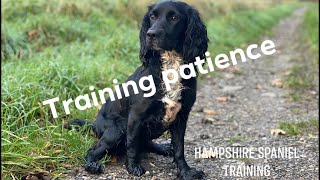 Why You Should Be Patient With Your Spaniel