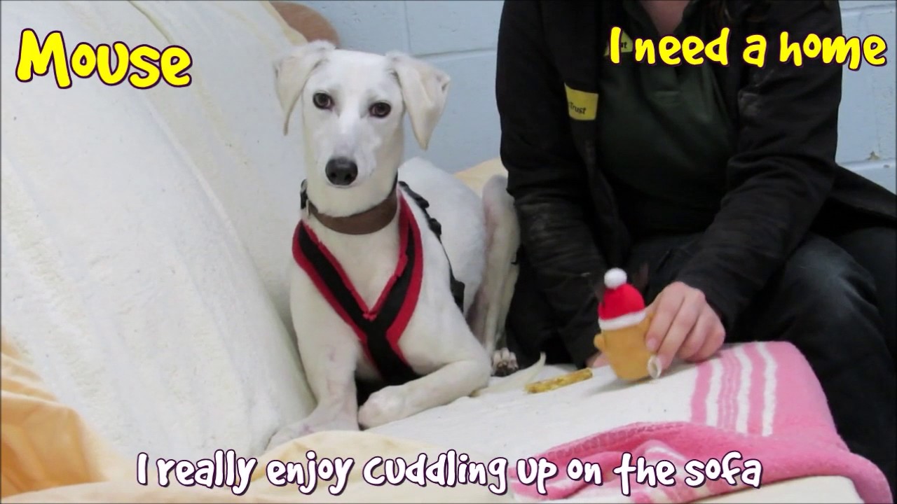Dogs Trust Leeds - Mouse - YouTube