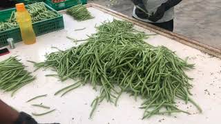 Sorting French Beans for packing Profile