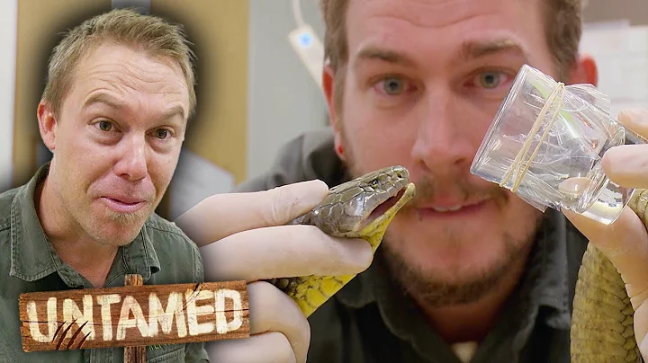 How To Handle VENOMOUS Snakes! 🐍 | Untamed
