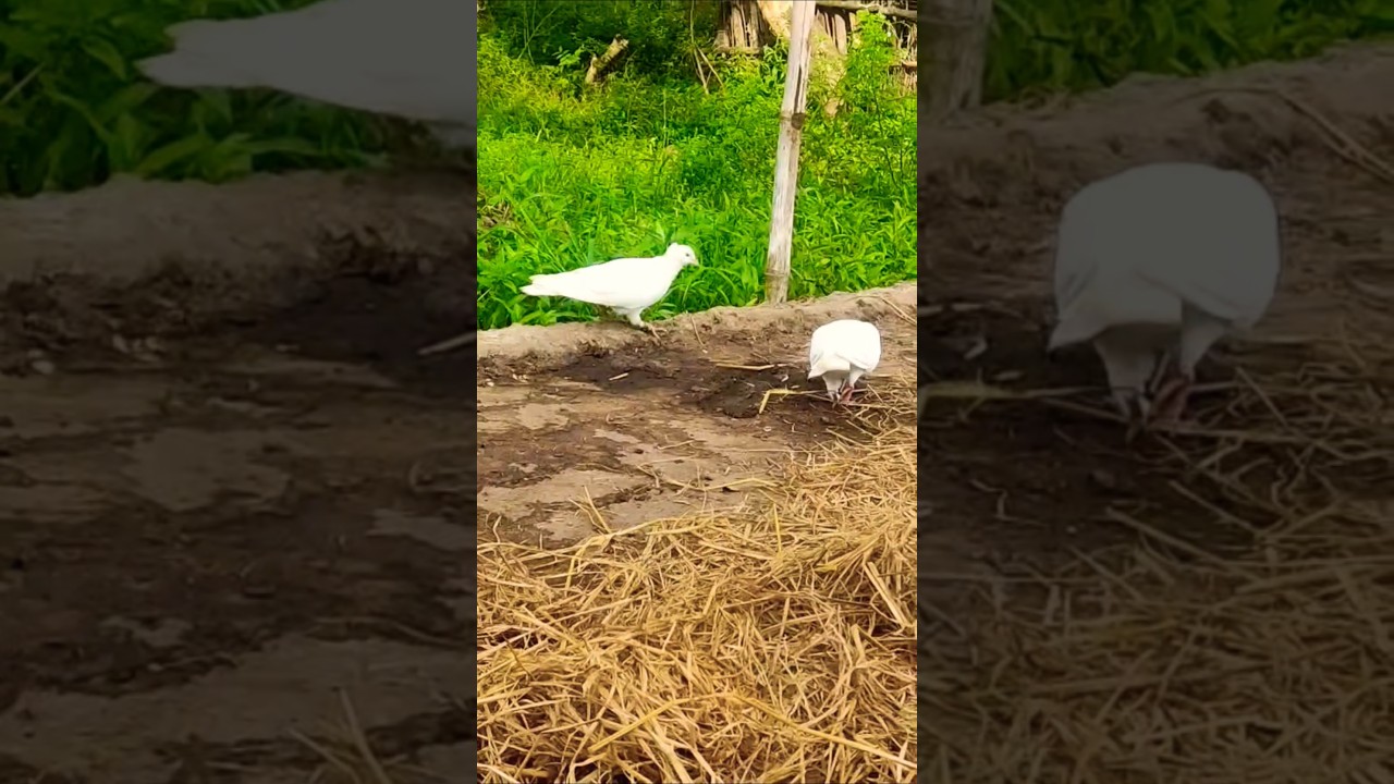 kabutari bole kabutar se... #ytshorts #trending #musicgenre