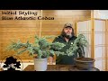 Creating bonsai from nursery stock  atlantic cedar  greenwood bonsai