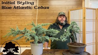 Creating Bonsai from Nursery Stock - Atlantic Cedar - Greenwood Bonsai