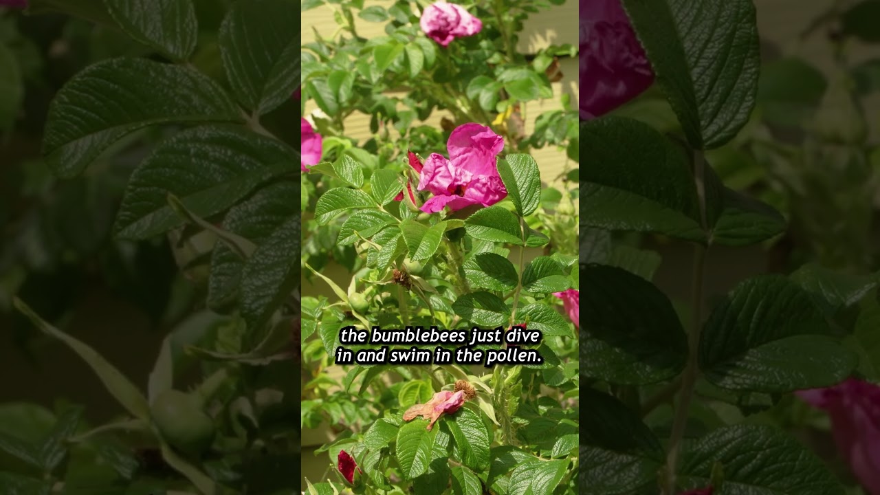 Bees in a garden