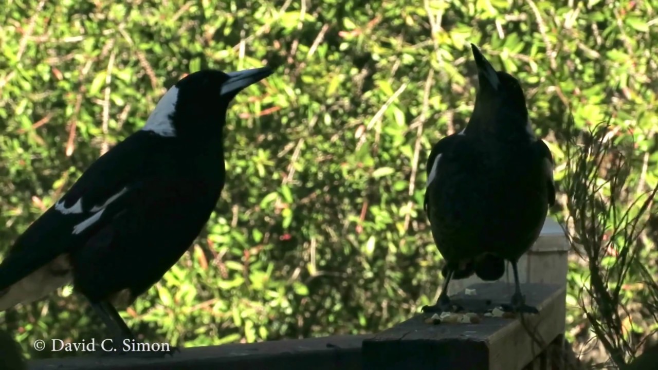 Our Magpie Family Sings
